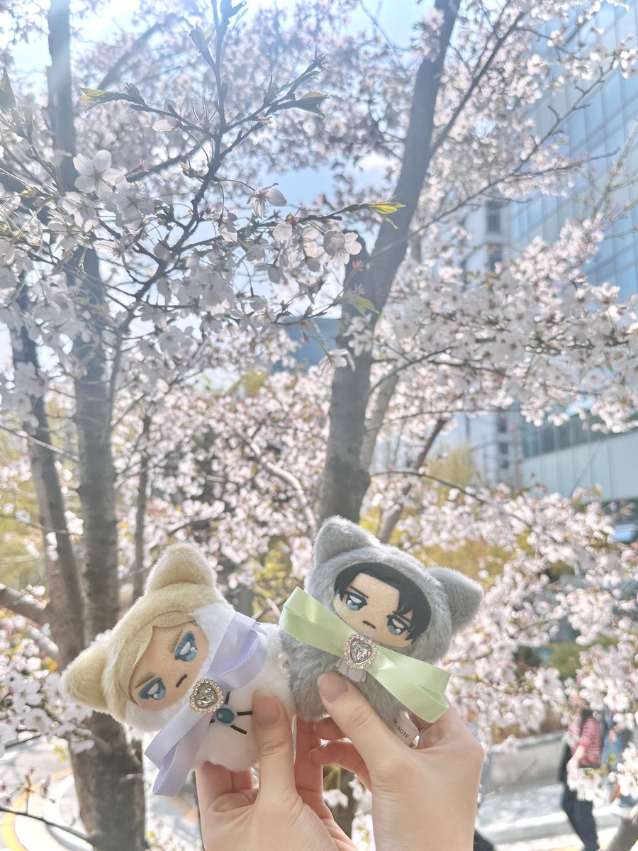 🌸벚꽃누이🌸