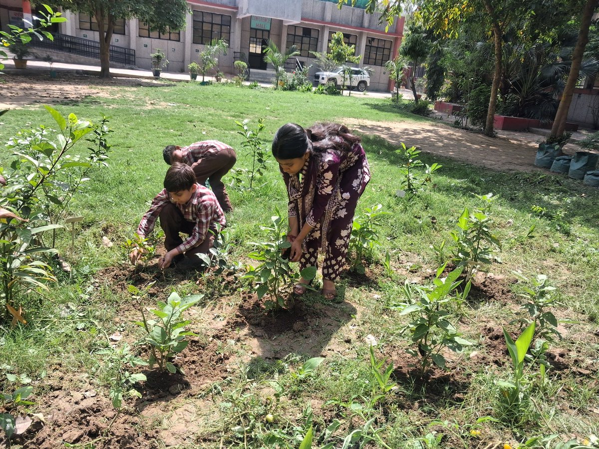 ab_mcps's tweet photo. Volunteer Geeta from Skishadwar Foundation took session on Weeds Removal from School Garden for 30 Students of Class 3 to 5 in MCPS AB SHALIMAR BAGH. 
HoS : Sushma Goyal 
Incharge: Anshu Bala 
CRCC: Suman Kothari 
Udise: 07010405606 
District: North West A https://t.co/CCwGUszJ0y