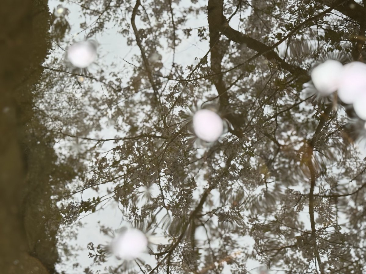 飛龍神 tweet media