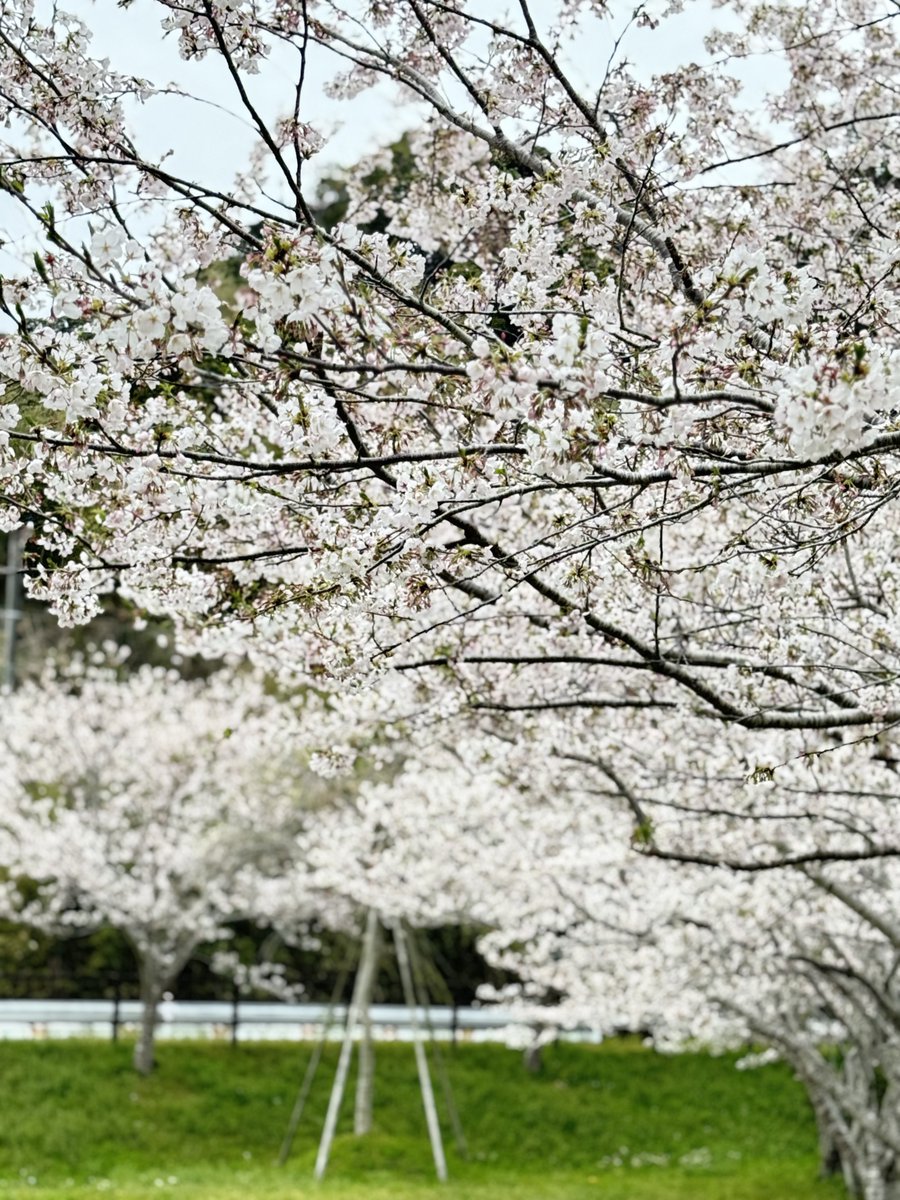 飛龍神 tweet media