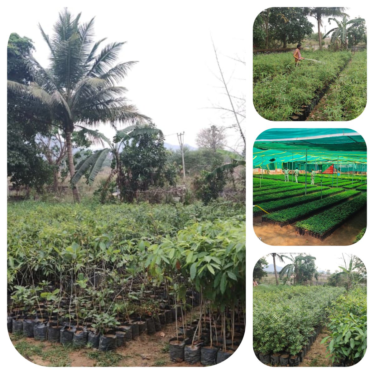 DFO Rayagada tweet media