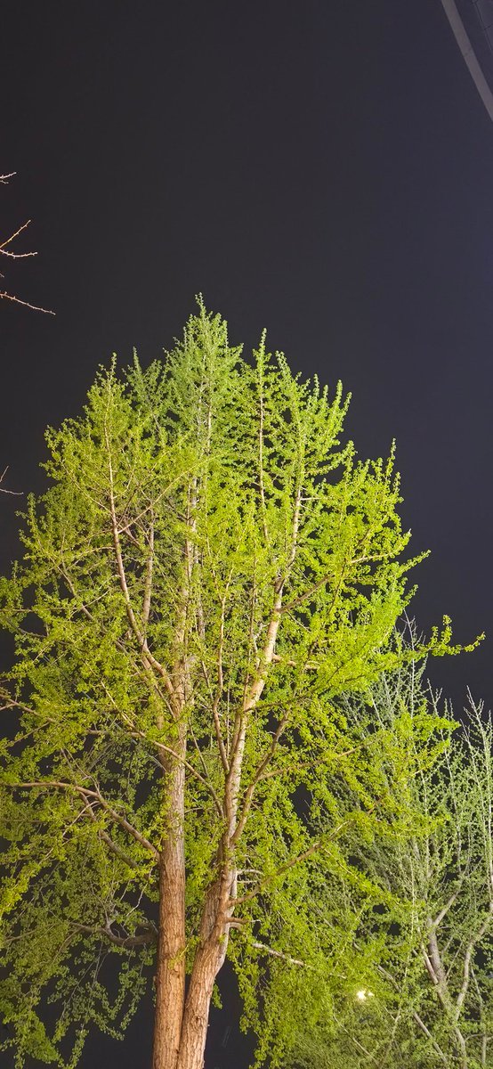 밤 벚꽃과 함께  
봄밤에만 누릴 수 있는 
이 야들야들한 어린 연두색을
매우 사랑함 💚