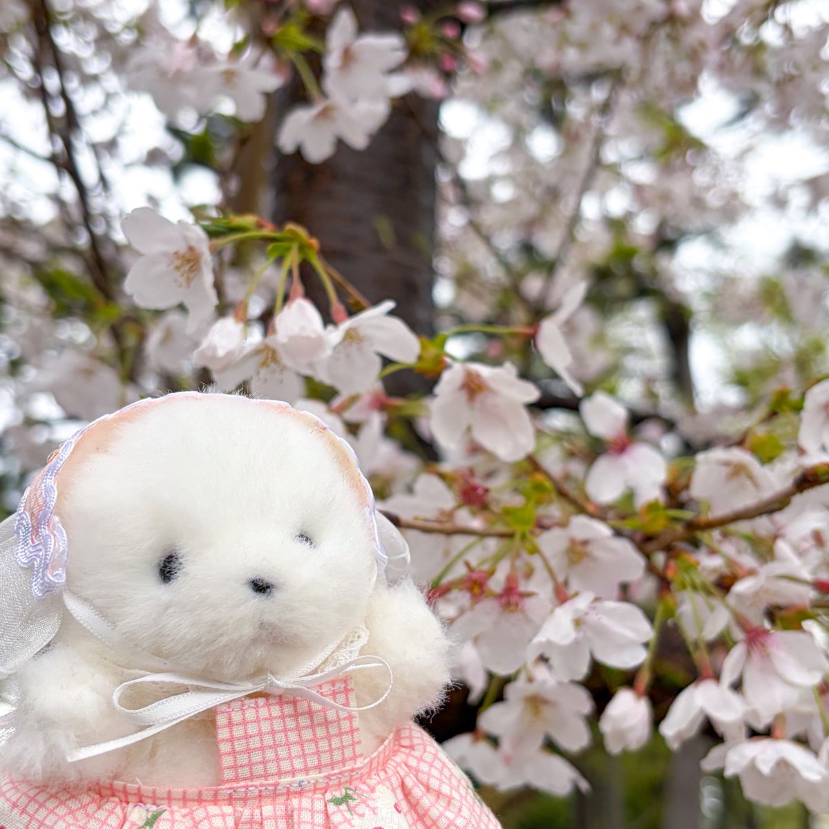 shuvanian's tweet photo. ぱや https://t.co/Yw90YAfCIE