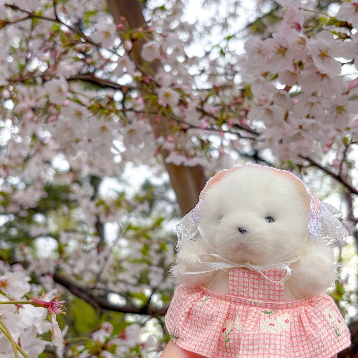 shuvanian's tweet photo. ぱや https://t.co/Yw90YAfCIE
