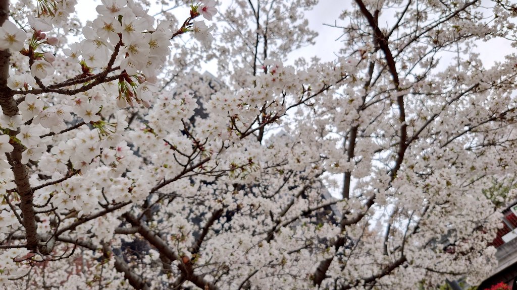 はれコス tweet media