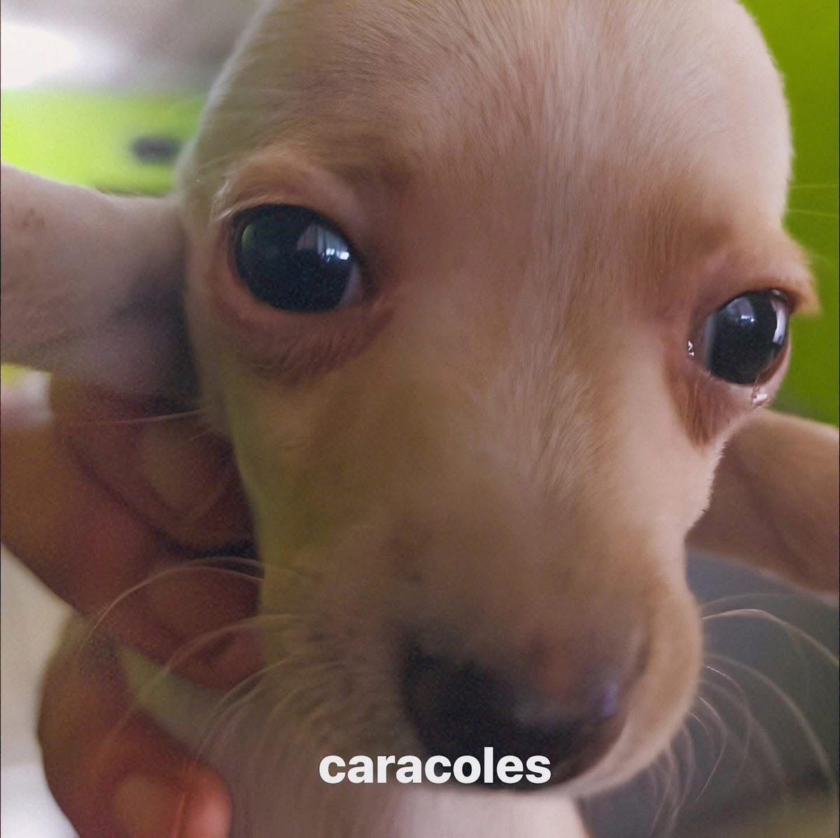 unperroandaluz🐎🍊 tweet media