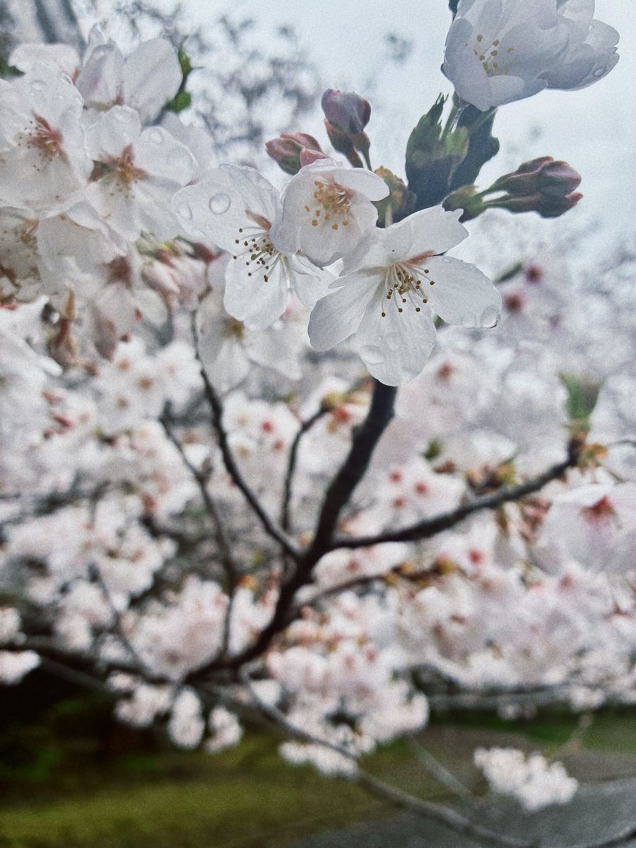 春雨の降るは涙か桜花