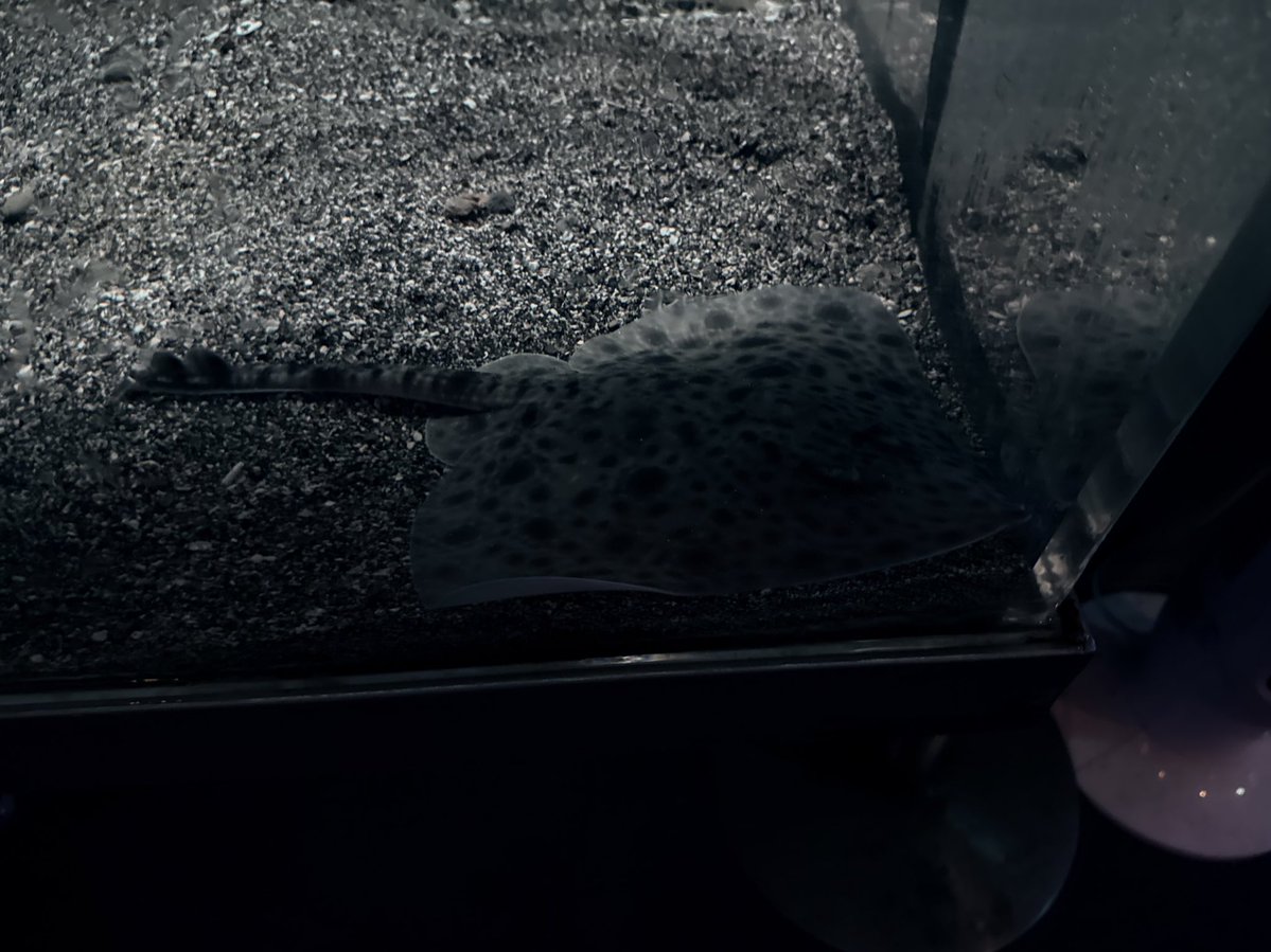 スレイ/Sray_Ai @VRC tweet media