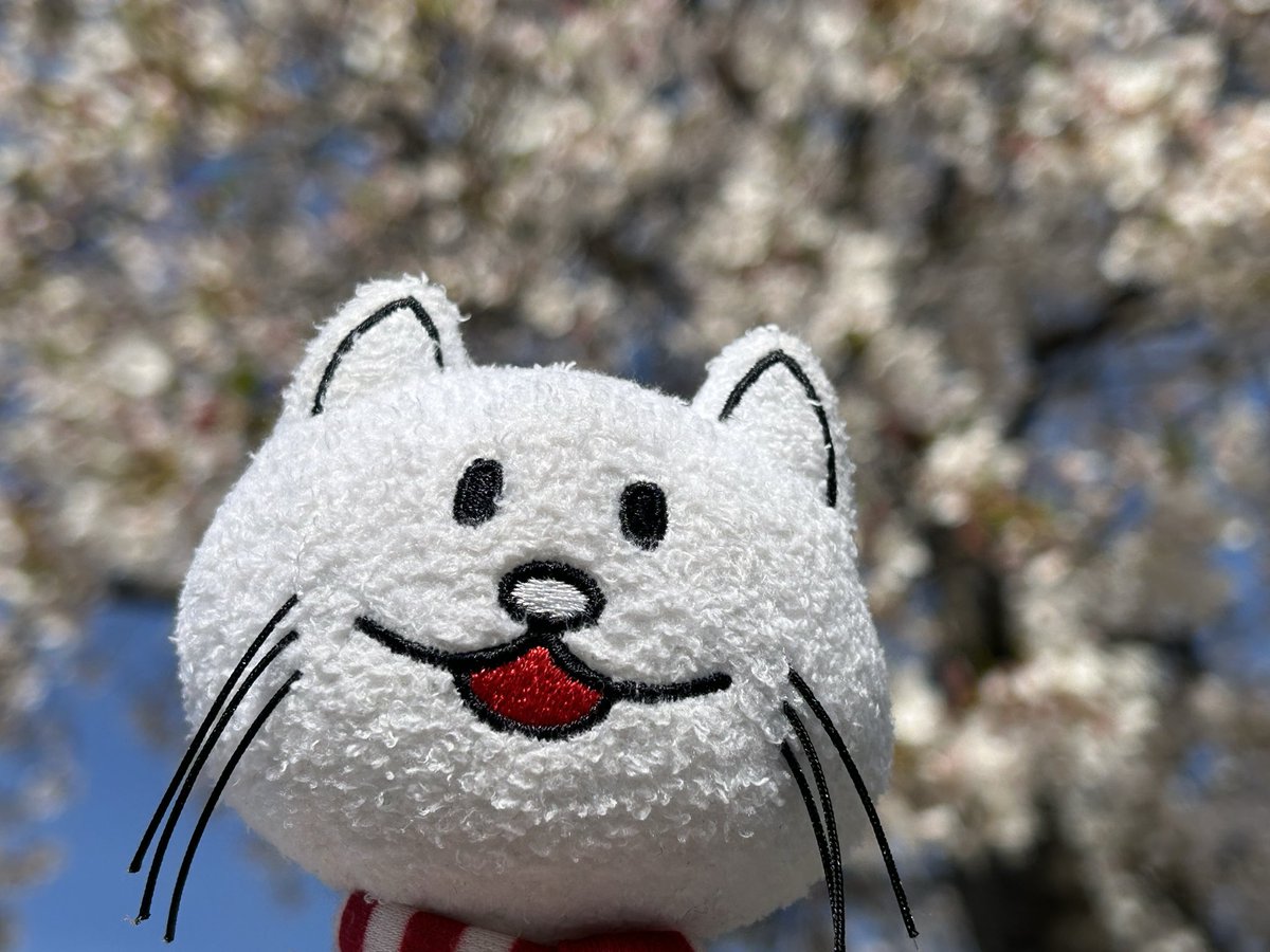 写真下手による花見写真だおらっ！