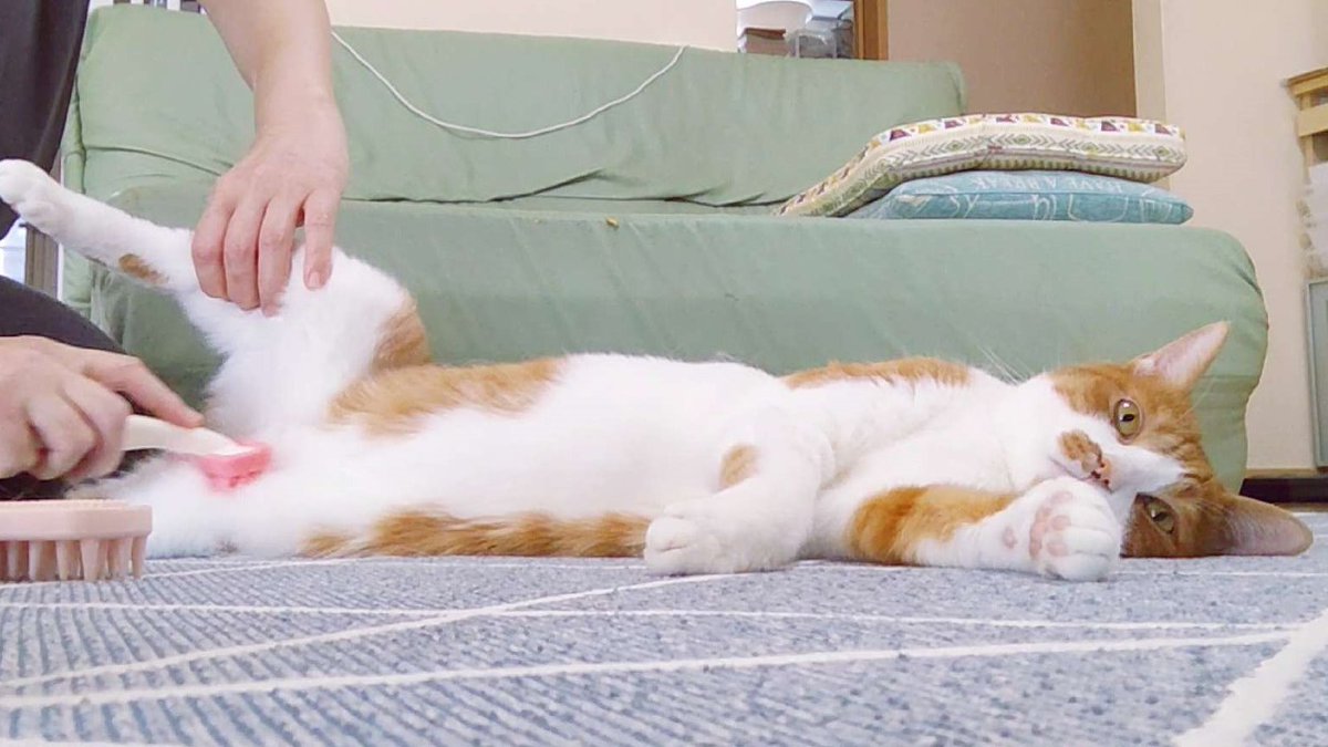 ふうさん ฅ^•ﻌ•^ฅ tweet media