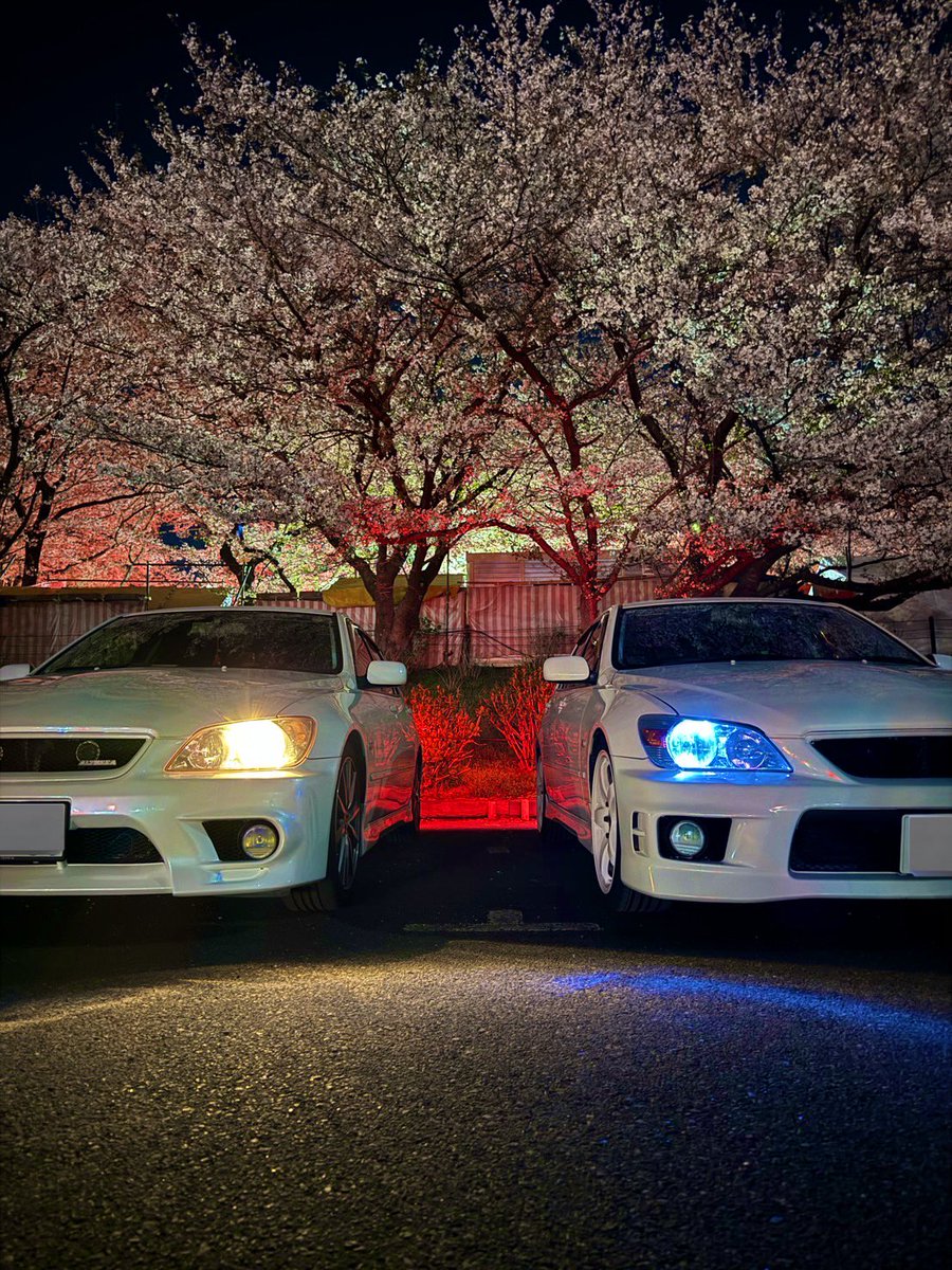 kaito_alte's tweet photo. 権現堂川の桜サイコーでした！ https://t.co/pXlnlz0qPT