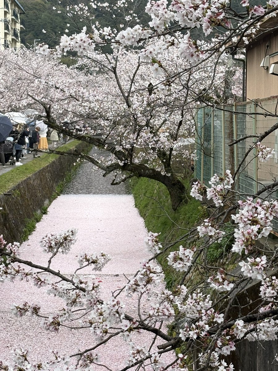 京のふるさとの看板娘 まーや@ 京都 tweet media