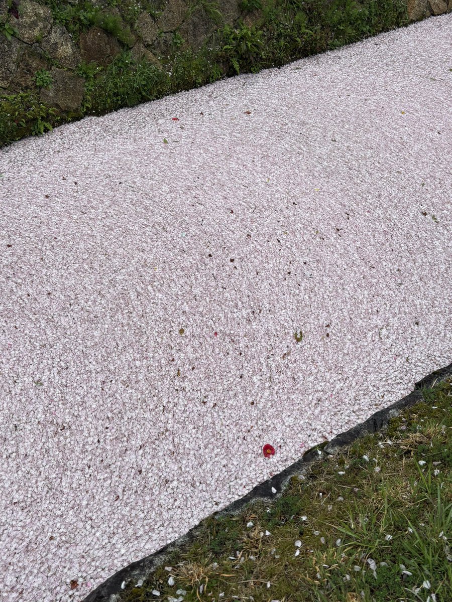 京のふるさとの看板娘 まーや@ 京都 tweet media