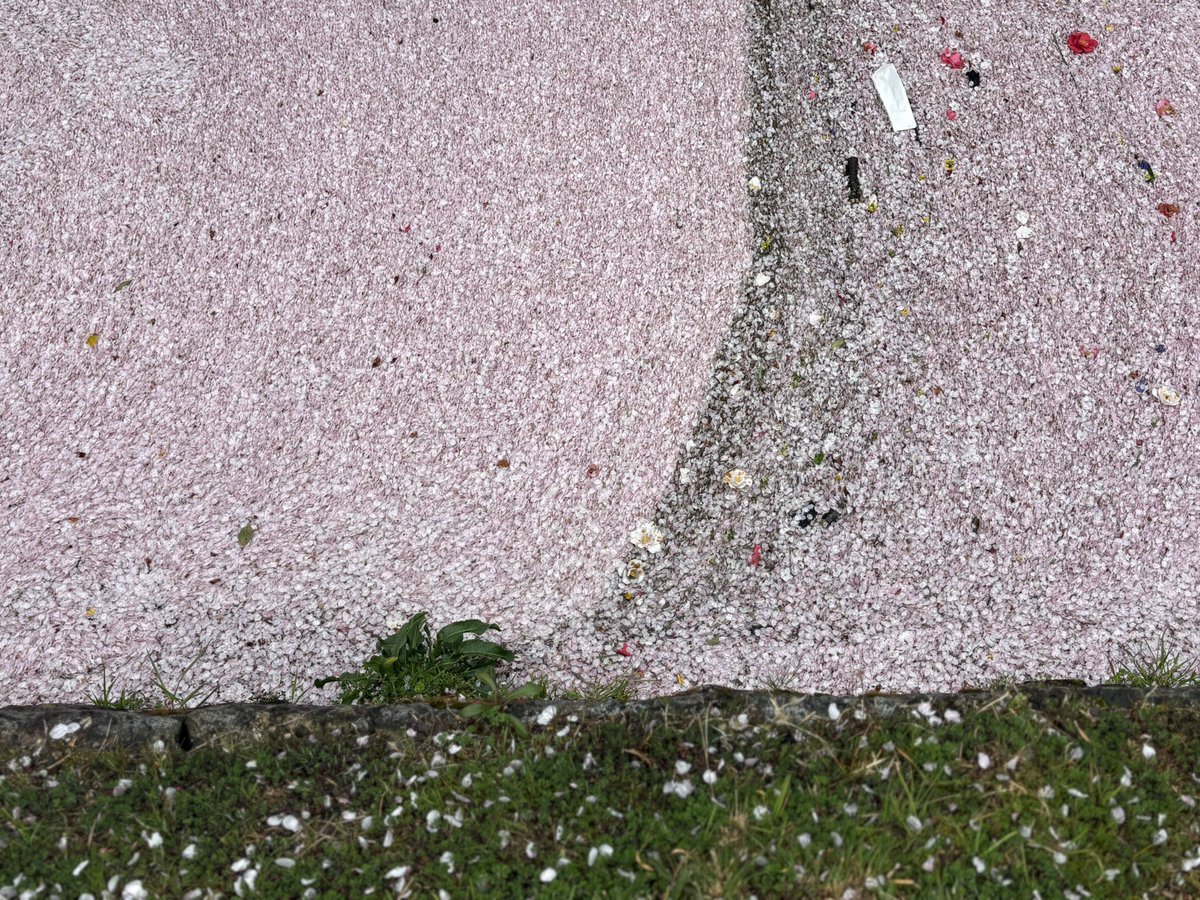 京のふるさとの看板娘 まーや@ 京都 tweet media