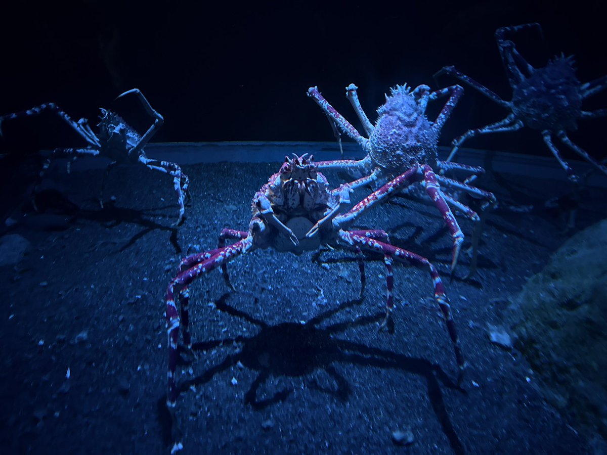 スレイ/Sray_Ai @VRC tweet media