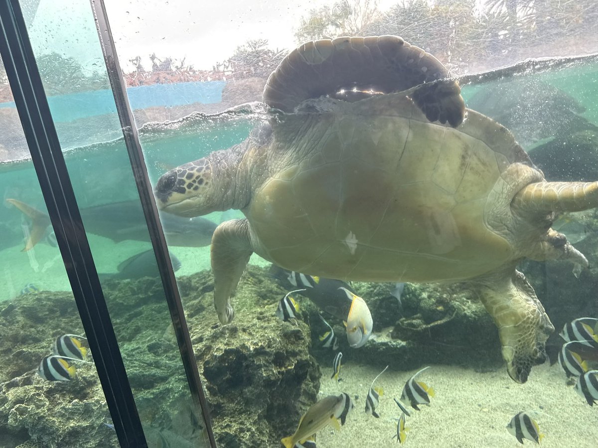 スレイ/Sray_Ai @VRC tweet media