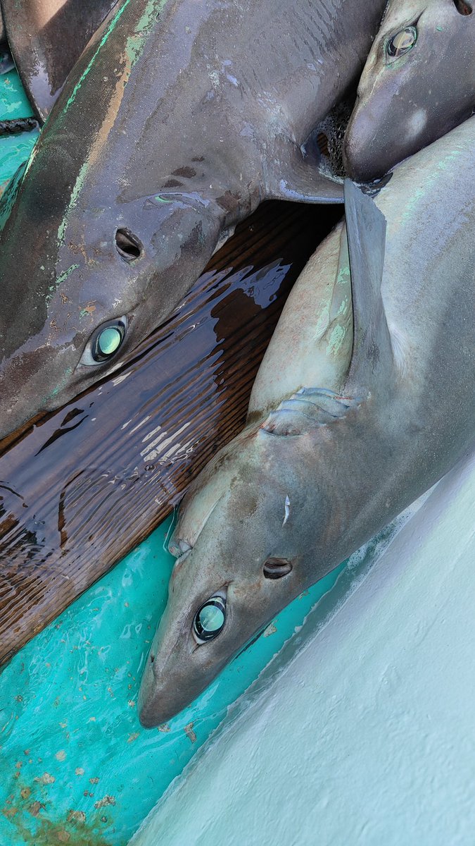 渡辺佑基 Yuuki Watanabe tweet media