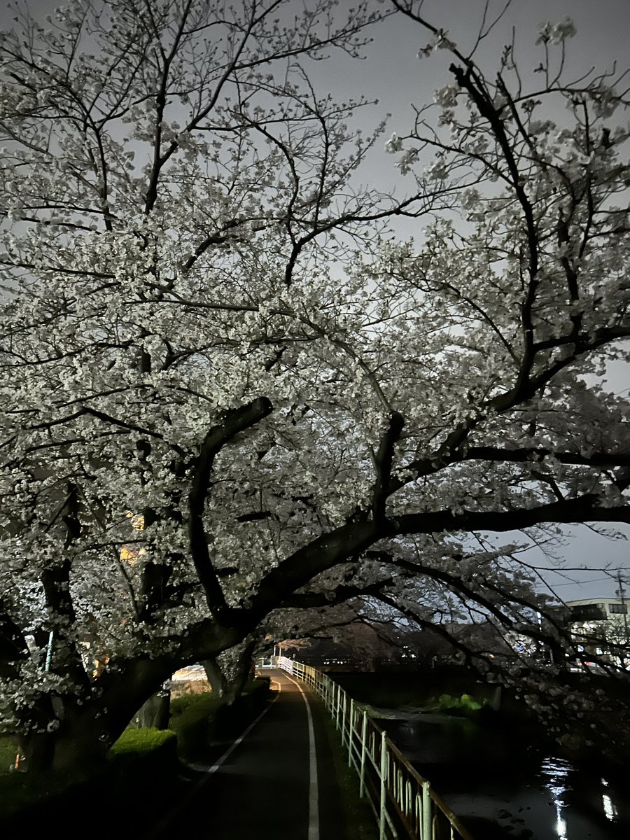 NH27700729's tweet photo. 桜が咲けば嵐がくる https://t.co/pngL6lI8wg