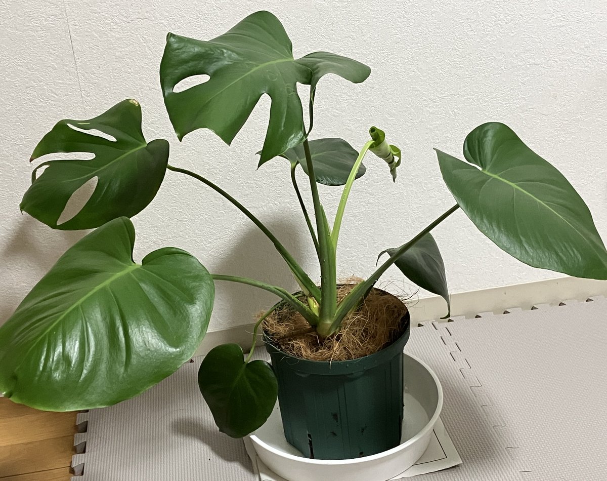 ダイソーのモンステラが横に伸びてひっくり返りそうになっていたので