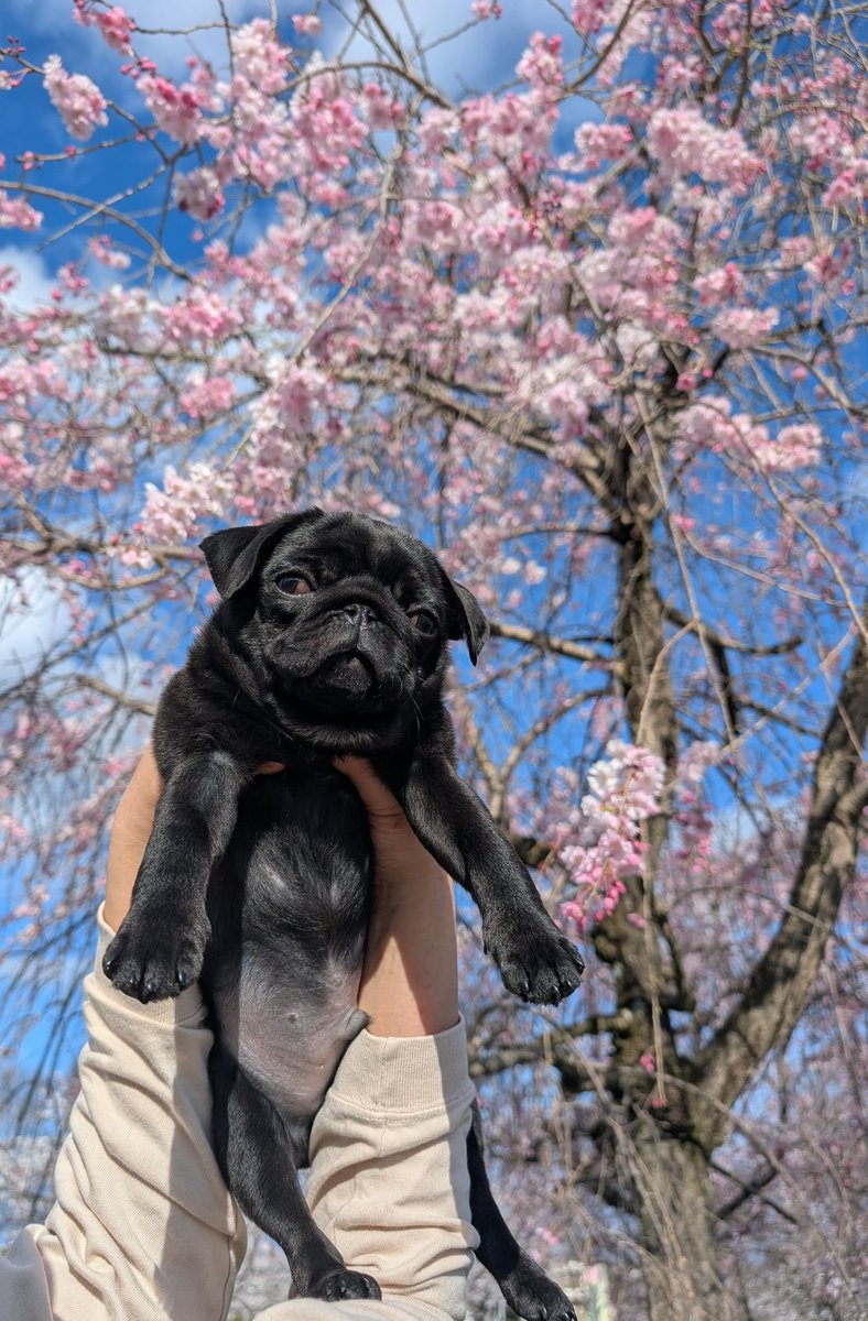 おかゆっけ tweet media