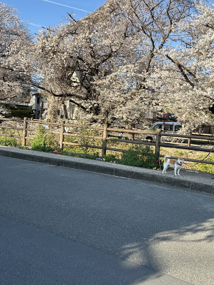 すずこ tweet media