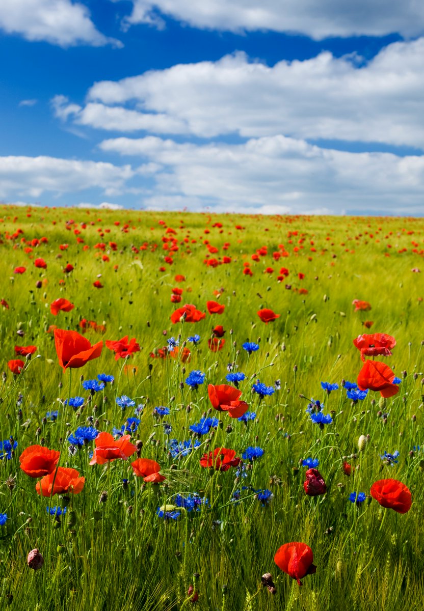 purenature_1's tweet image. Spring flower field 🌸🌼 #relaxing