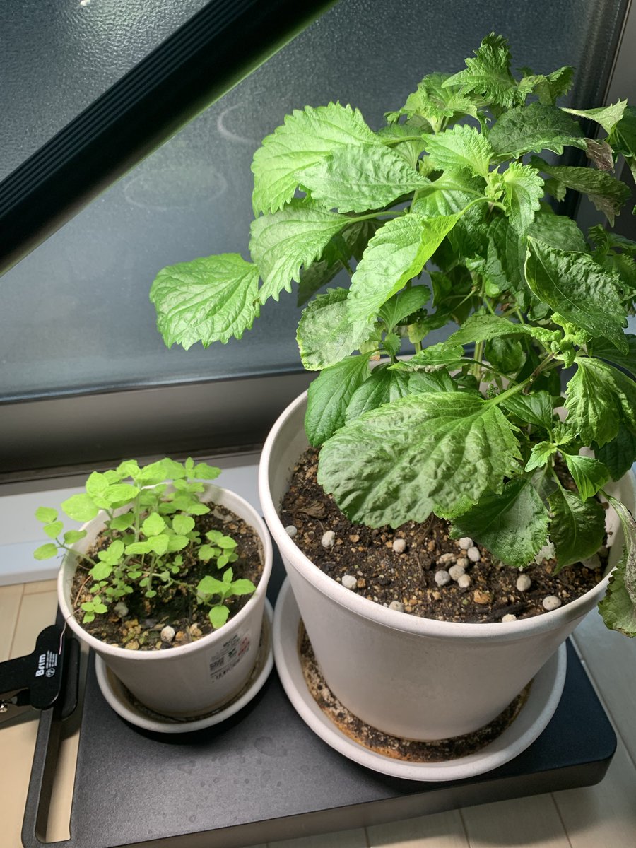 けっとしー@FF14Gaia tweet media