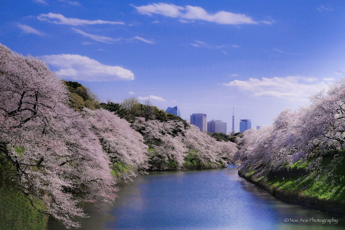 polarbearrabbit's tweet image. 千鳥ヶ淵の桜
春は霞がでるので、青空と撮れるまで何度も行きました。
平穏な日々を守りたいですね。^-^*
#桜 #sky #tokyocameraculb #Tokyo #phot_shorttrip #photo_travelers