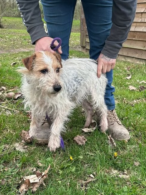 Animal Adoptions UK 🐕‍🦺🐈🐎❤️ tweet media