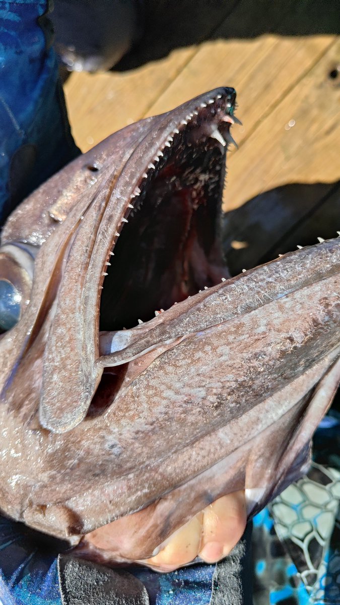 渡辺佑基 Yuuki Watanabe tweet media