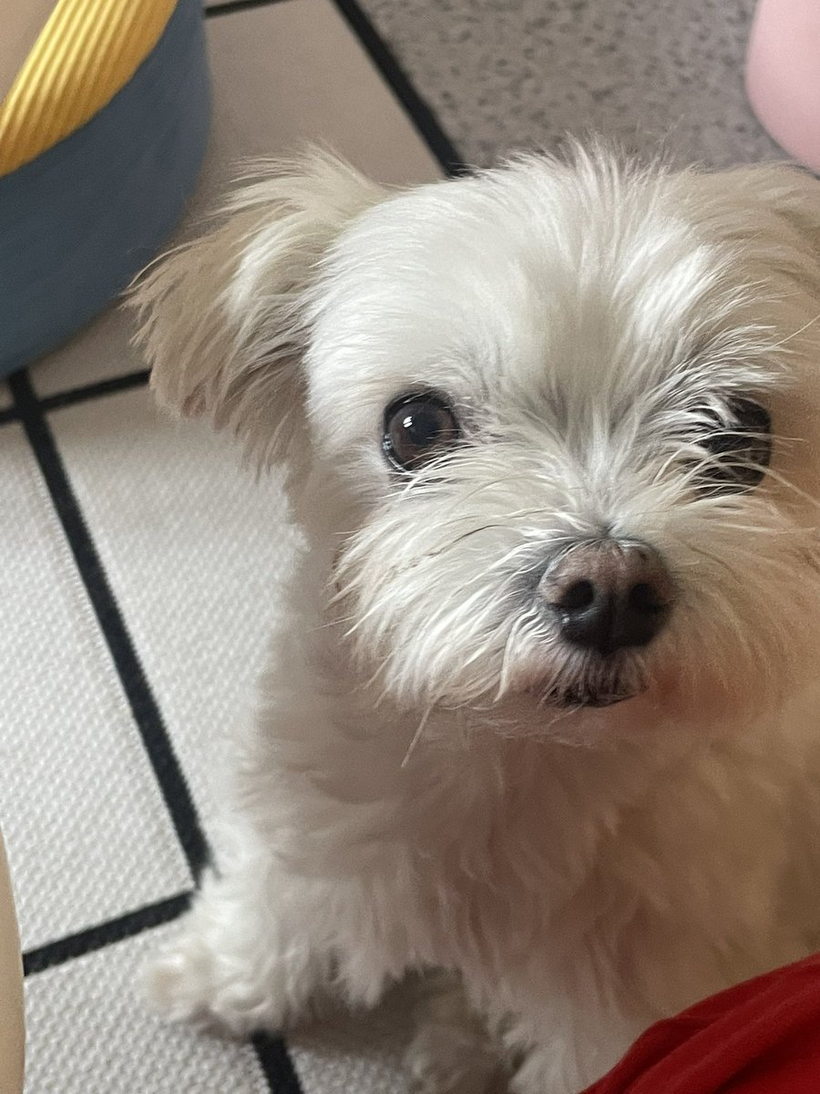 御茶漬わさび❤️‍🔥J庭59ふ04a tweet media