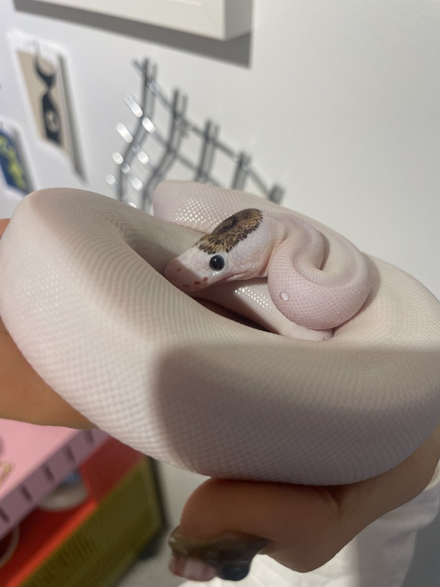 御茶漬わさび❤️‍🔥J庭59ふ04a tweet media