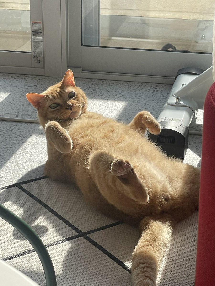 御茶漬わさび❤️‍🔥J庭59ふ04a tweet media