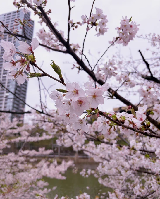 ちと天気悪いけど花見アゲイン