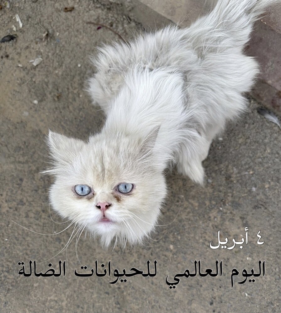 RiyadhCats tweet media