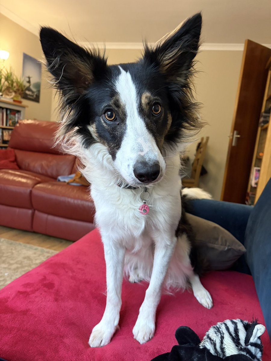 Puppy Bess and Auntie Kes tweet media