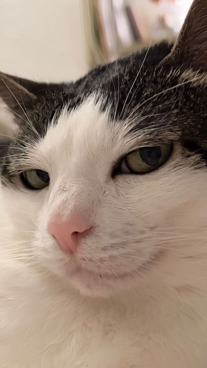 shenmoon _vedioedit_only_for_u🦋 tweet media