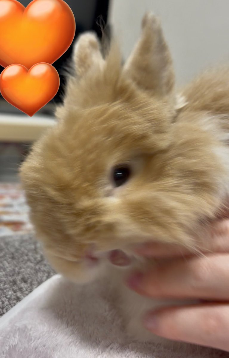 プティ tweet media