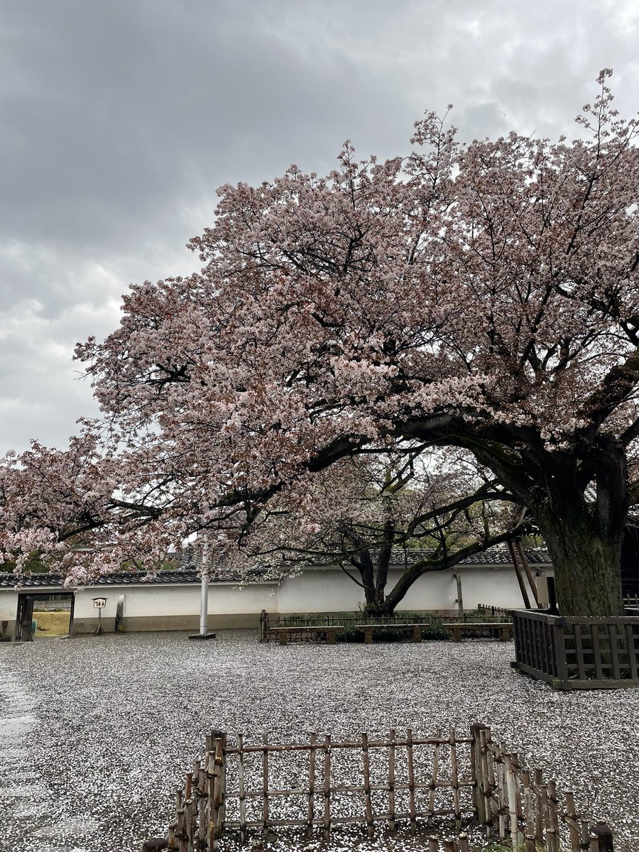 摩利支天 tweet media