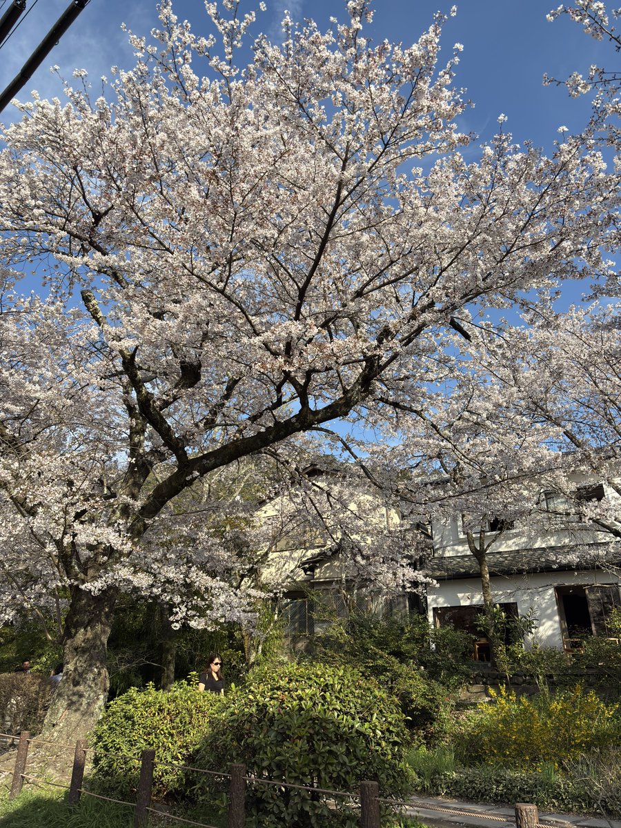 まいしてぶーん tweet media