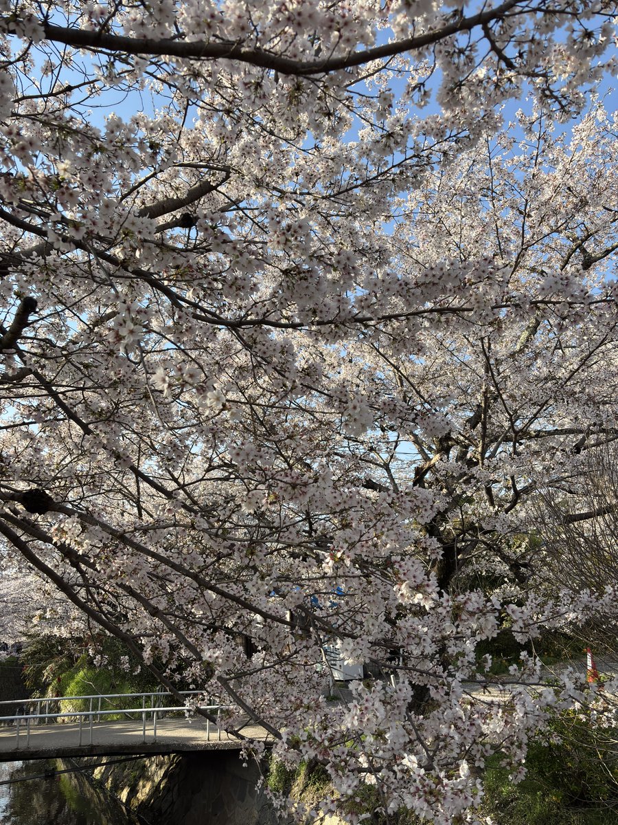 まいしてぶーん tweet media