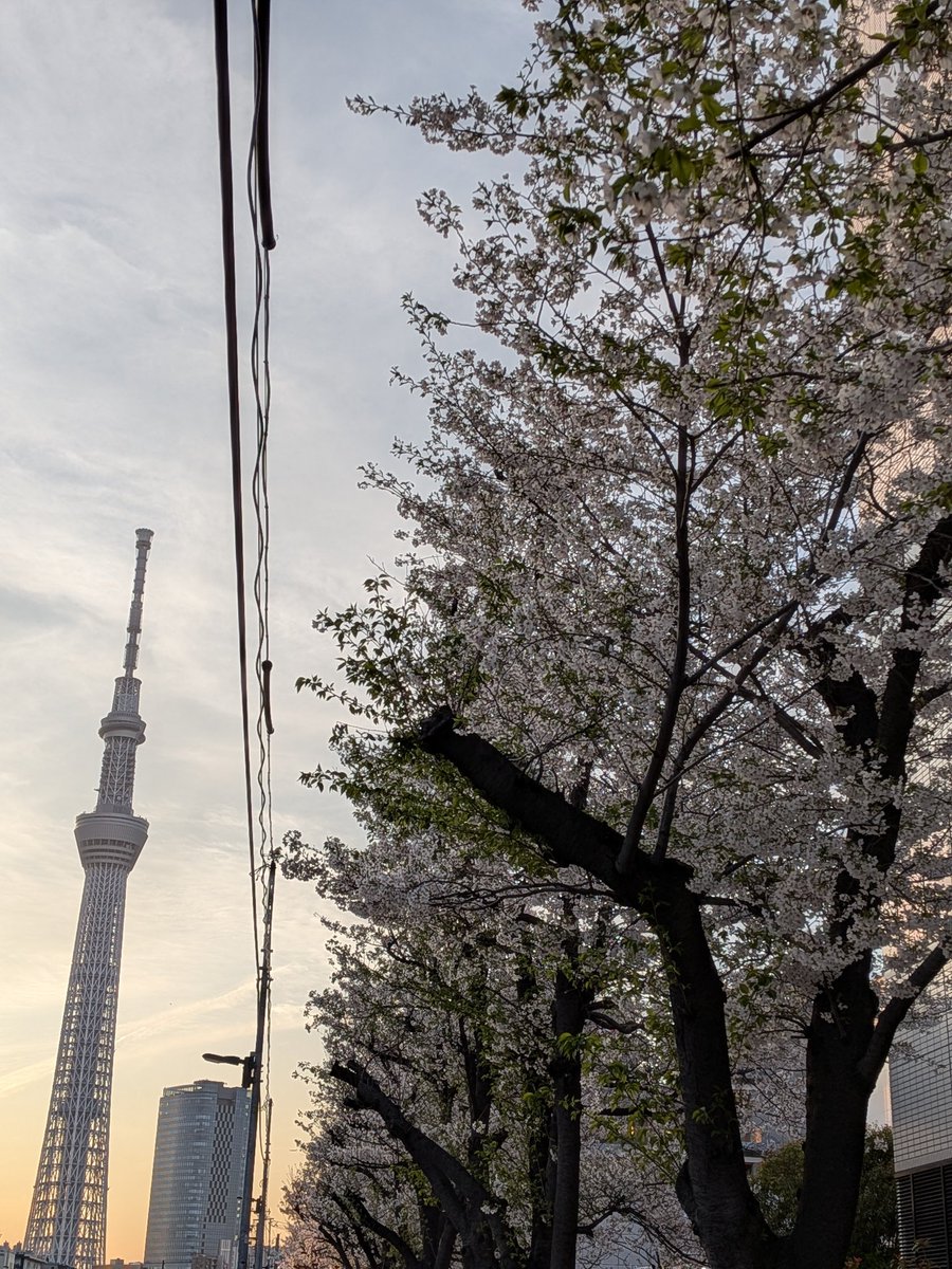 harupya's tweet photo. 天気予報で今日が雨だと言ってたので、昨日、お花見に行ってきました😊
桜🌸すごくきれいでした〜😀 https://t.co/23PShtwkyB