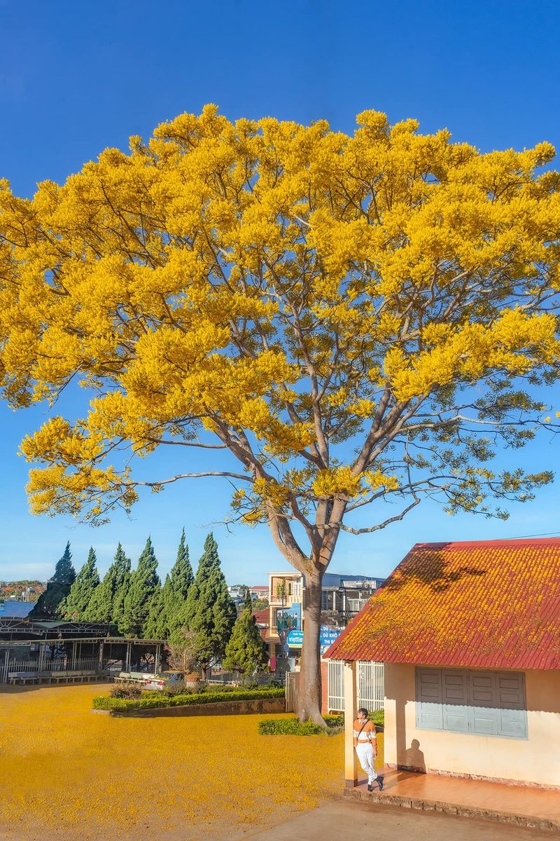 phai tot tweet media