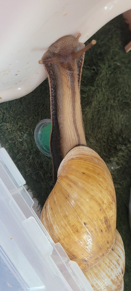 말랑팜🐌 tweet media