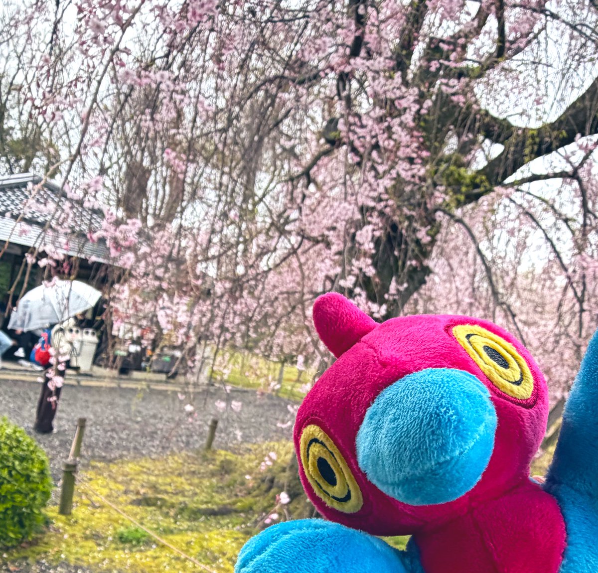 ドゥビドゥバ tweet media