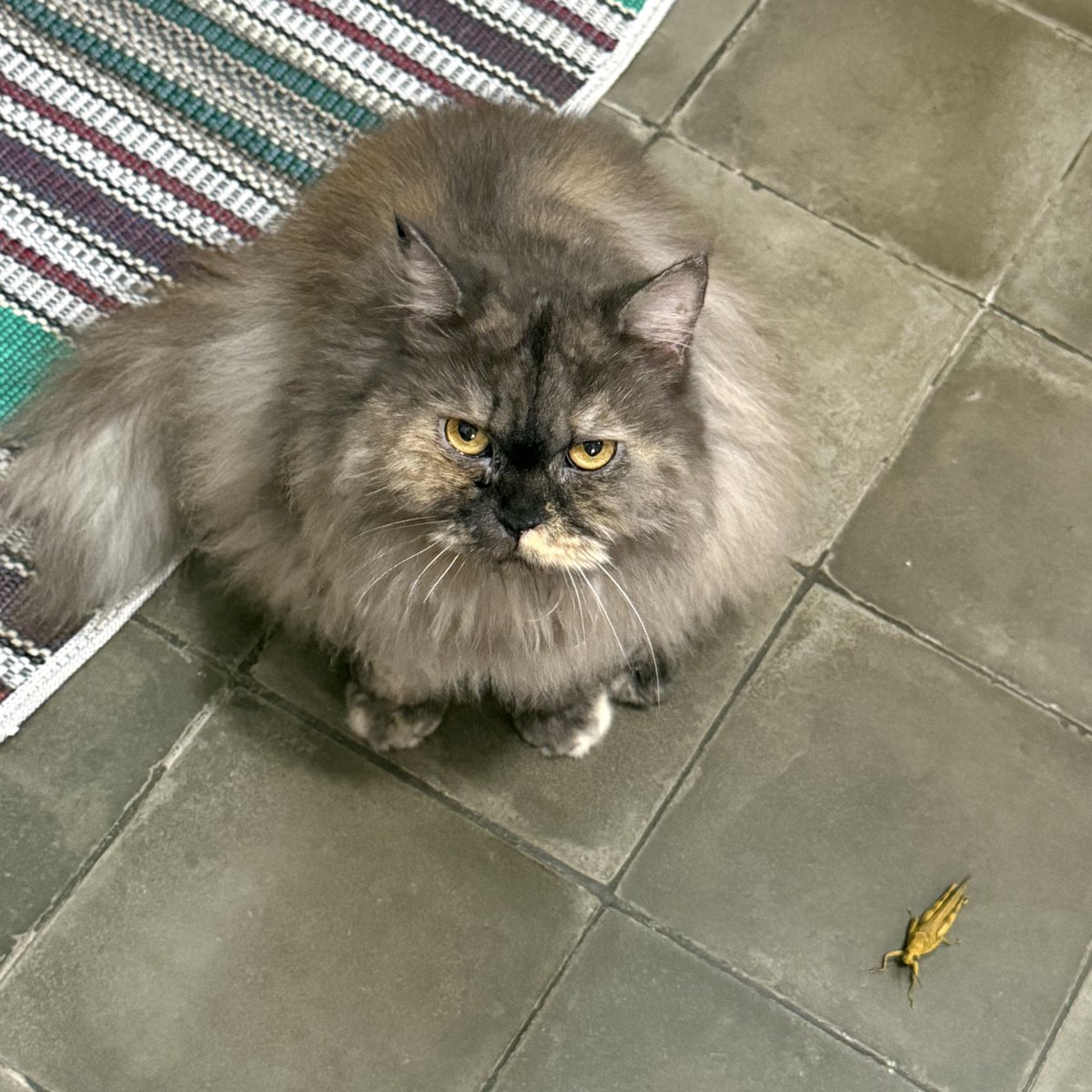 Ferren ʕ •ᴥ•ʔ tweet media