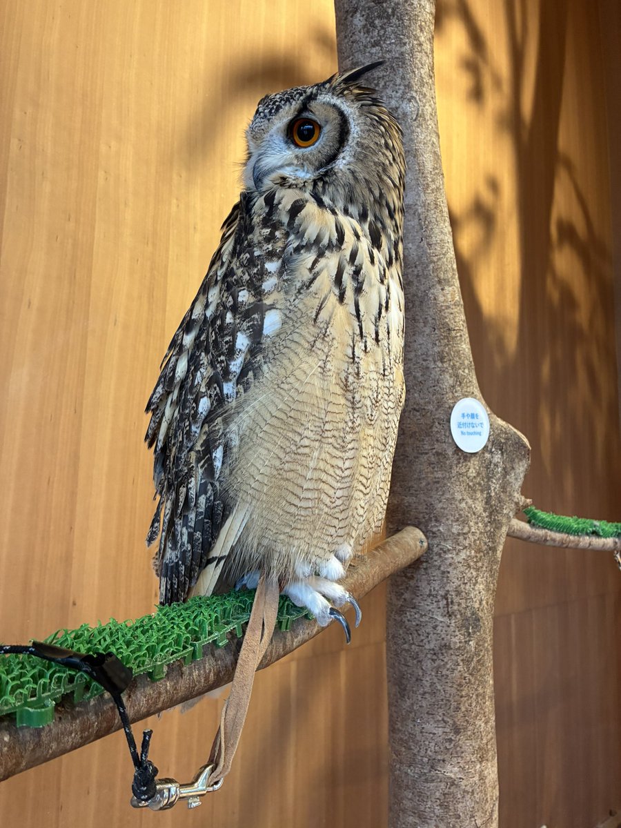 ちょる tweet media