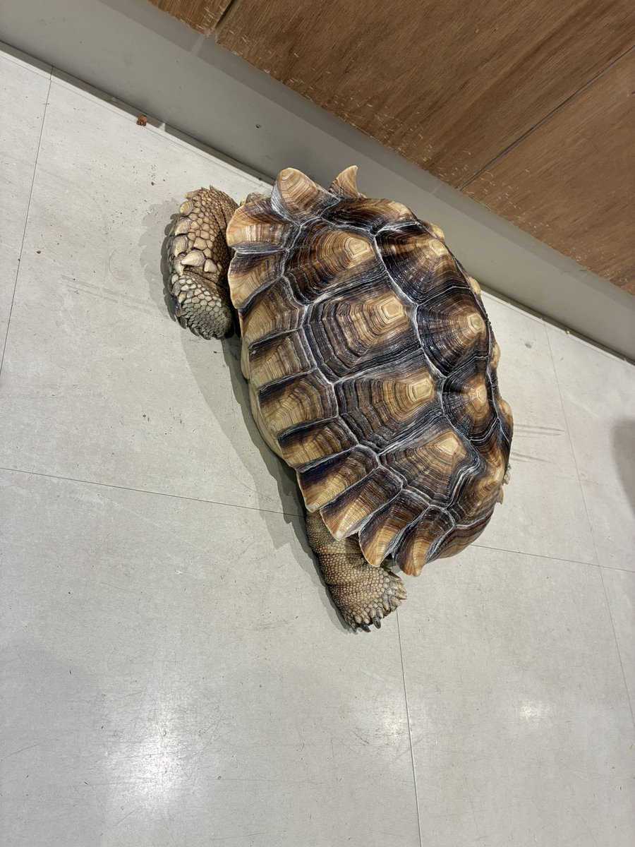 ちょる tweet media