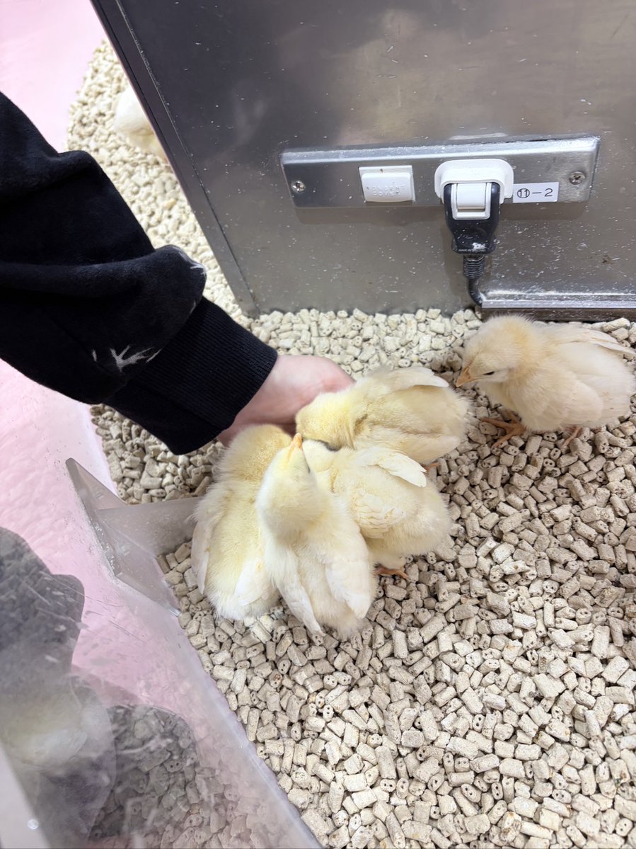 床鰻のかのんぴ tweet media