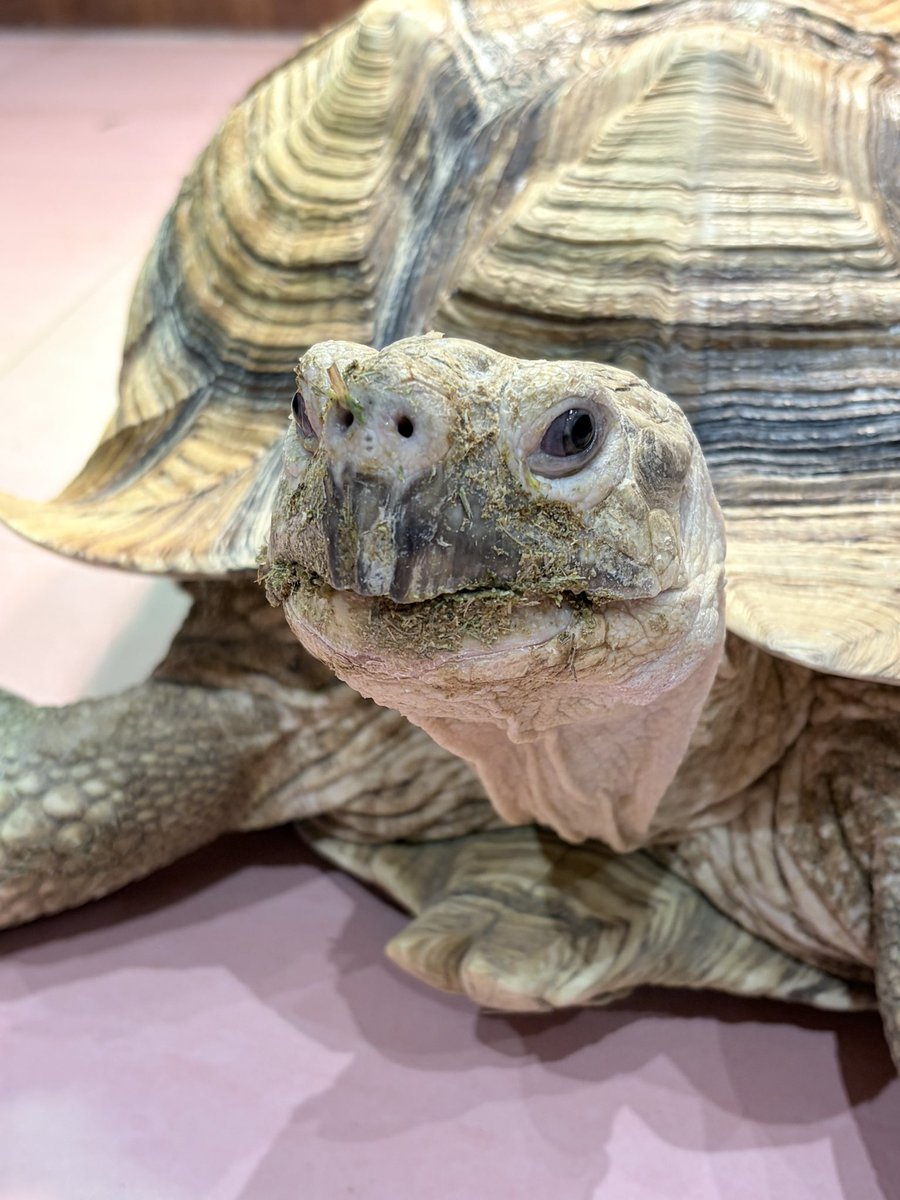 床鰻のかのんぴ tweet media